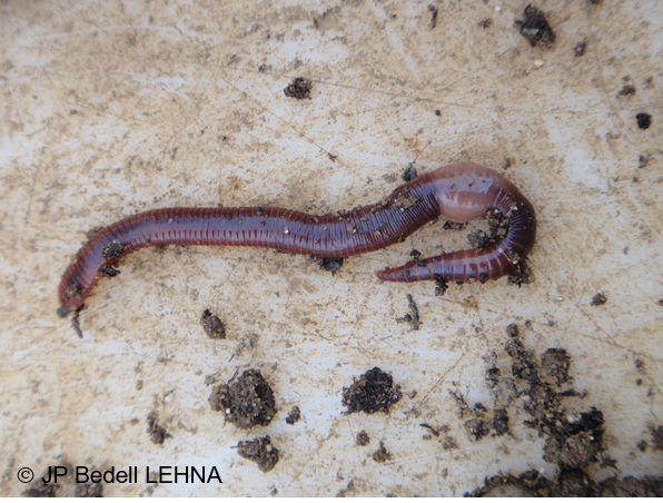 Evaluation de l’impact de l’épandage agricole de produits résiduaires organiques (PRO) avec le ver de terre Eisenia fetida