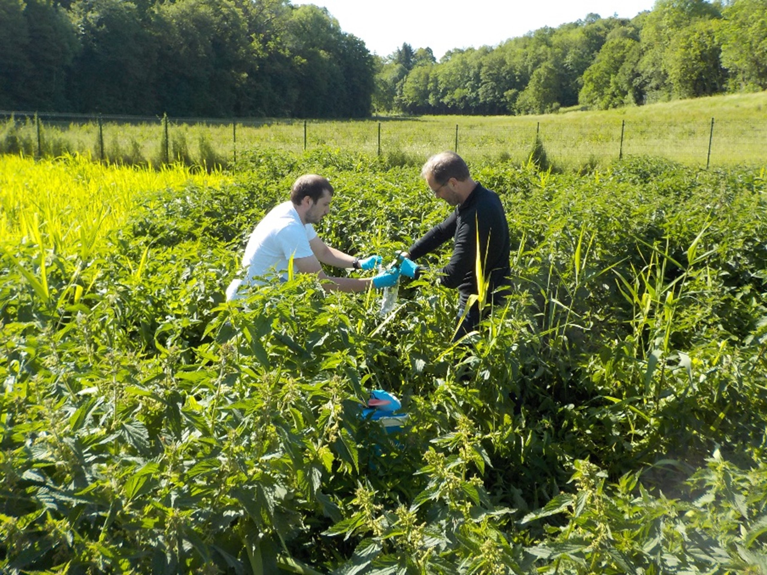 Dans la Meuse, un territoire se structure pour la valorisation de l’ortie